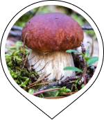 Boletus