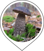 Brown Cap Boletus