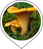 Chanterelle