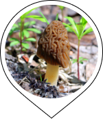 Morel