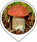 Red Cap Boletus
